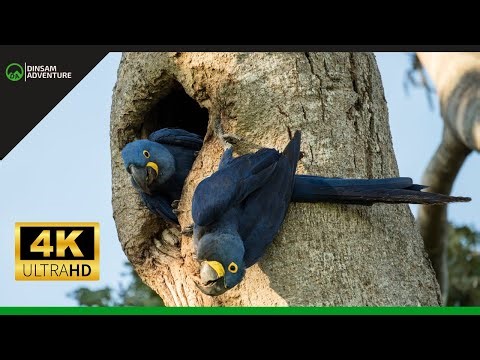 Hyacinth Macaw In The Wild