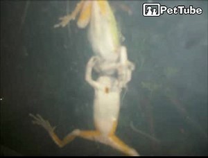 Gray Tree Frog Kisses Another Grey Tree frog of Opposite Gender