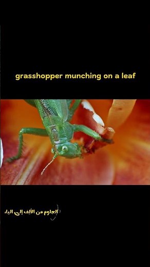 Close-Up of a Grasshopper Eating a Leaf 🦗🌿😱