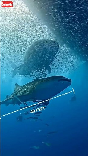 Top 15 Surprising Facts About Sharks | Amazing Shark Facts You Never Knew!