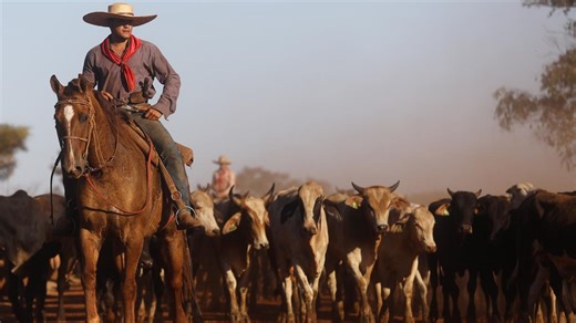 Brazil’s beef has hit the US. What does it mean for producers?