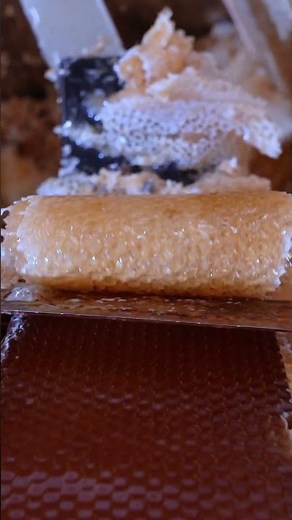 Handarbeit im Schleuderraum: So befreien wir das flüssige Gold! 🍯✨