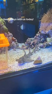 Feeding a Japanese Horn Shark (Ponyo) and a Banded Cat Shark (Sosuke) some squid today!! Come in and check these guys out! #absolutelyfish #tropicalfish #japanesehornshark #bandedcatshark #aquarium #aquascape #sharkweek #squid #viral #fyp #explorepage | Absolutely Fish