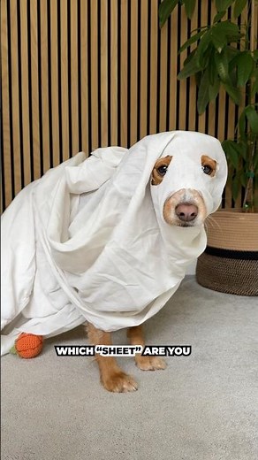 Which SHEET Are You Feeling Today? #shorts #halloween #ghostdog #doglove