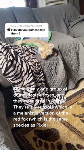 Pixie Fox: The Advanced Exotic Pet You Didn't Know About