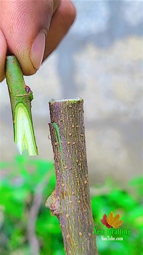 grafting mulberry || best grafting Technique for beginner #grafting #satisfying