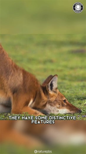 Ethiopian Wolf 🐺 The RAREST Wolf on Earth! This slender, red-coated hunter lives high in the mountains of Ethiopia. It survives by catching giant mole rats with incredible precision. You won’t believe how few of these beautiful wolves are left! #wildlife #nature #animalfacts #animalvideos | 1 Minute Animals