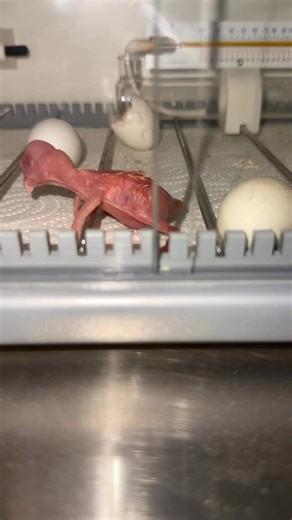 Galah Lutino🦜🤟🏼 | Myko's Aviary