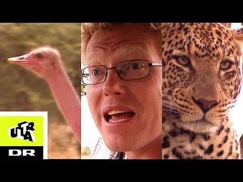 LEOPARDEN | Sebastian og Afrikas vildeste dyr | Ultra