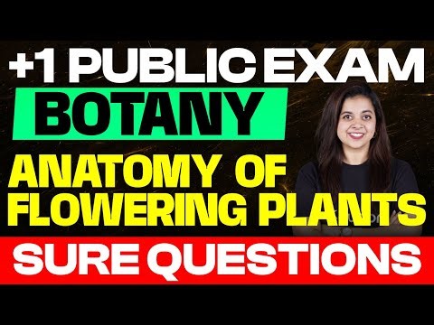 Plus One Botany | Most Important Questions | Anatomy of Flowering Plants | Public Exam 2025