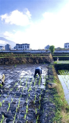 clip-4136546631-malang-east-java-indonesia---july-26