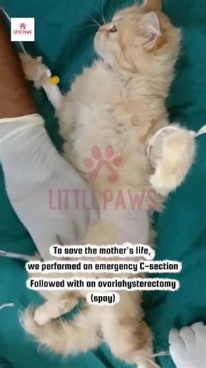 "Life-Saving Cat C-Section Surgery 🐱❤️"