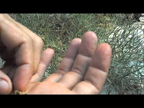 Peganum harmala - Arruda da Síria gerando sementes.