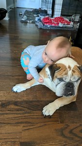 13 reactions | Chicago English Bulldog Rescue, Inc. on Reels | Facebook