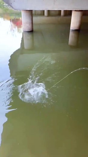 Gotcha #lure #lurefishing #fishing #fishtok