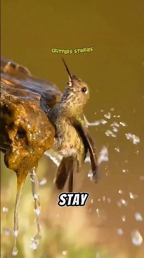 He rescued a humming bird