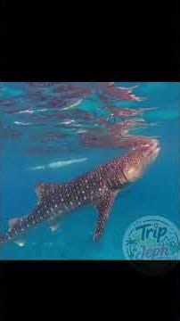 Oslob Whale Shark Encounter #cebu #oslob