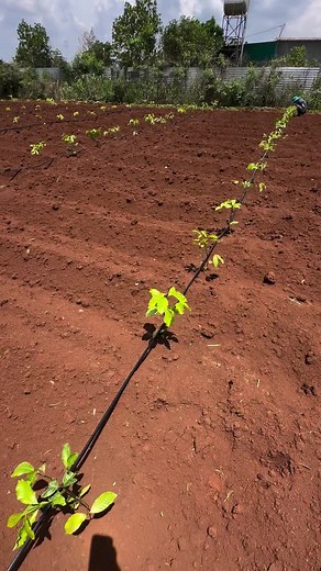 Tưới nhỏ giọt cà phê. Ống tưới nhỏ giọt phi 16, khoảng cách lỗ 10/15/20/30/40cm. #giaphung #daytuoinhogiot #tuoinhogiot #tuoicongnghe