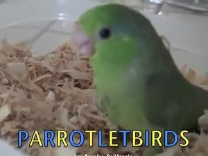 Parrotlets For Sale: Hand-Fed Green Split Yellow Baby