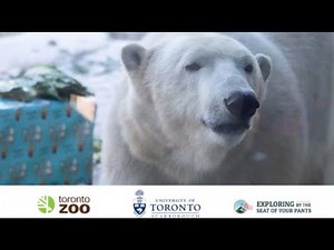 Animal Enrichment with Polar Bears at the Toronto Zoo
