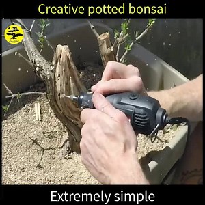 Making bonsai is extremely simple Video Bonsai Page for everyone who loves Bonsai trees LI.KE and FOL.LOW fanpage to watch more VIDEOs! Thanks so much! | Bonsai Future
