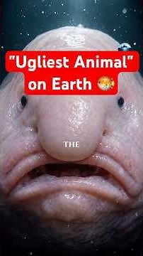 The Truth About the "Ugliest Animal" on Earth 🐡 #deepsea #facts #shark #marinemystery