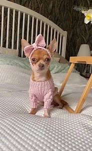 Chihuahua Clothes Girl - SET Dog Sweater for Small Dog and Dog Headband - Preppy Dog Clothes / Dog Clothes Girl / XS Dog Clothes Pink - Etsy Canada