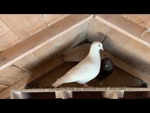 Pigeons Mating Dance in Pigeon Loft in Aberdeenshire