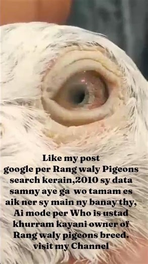 #highflyerpigeon #pigeon #pigeon