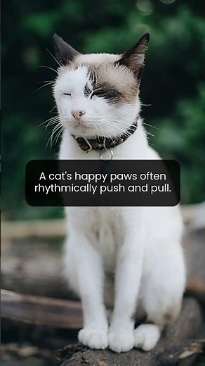 Happy cats display unique paw motor patterns.