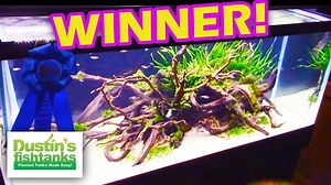 This aquascaping contest was a real blast and has grown every year since it opened. Aquatic Experience puts on great tropical fish trade show for both fresh and salt.... | Dustin's Fishtanks