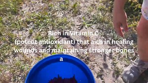7.6K views · 153 reactions | Go for an all-natural herb rich in Vitamin C! With the multiple health benefits that Hibiscus sabdariffa brings, better known as Roselle, you are assured of good stamina and immune system. DXN offers thirst-quenching Roselle Juice and high-quality food supplements Roselle Tablet and Ros-L Powder. Do not compromise your health today! | DXN Philippines | Facebook