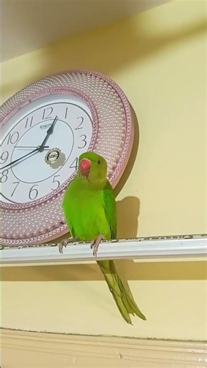 #parrot #sund###shortvideos shortvideos , 🦜🦜🦜🦜