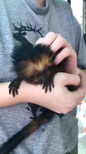 Cute Marmoset #baby #monkey #pet #animals | Entertainment