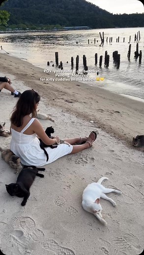 Viv Tan Wei Wen ☼ | Travel Content Creator on Instagram: "catch the sound of the seaside + kitty cuddles at cat beach in penang 🌊🐱 it is a free entry cat sanctuary where over 300 kitties roam free by the beach! if you’d like to make a donation to help care for the cats, please check out @catbeachsanctuary 🥰 or head to my link in bio #penangcatbeach #catbeach #penangthingstodo"