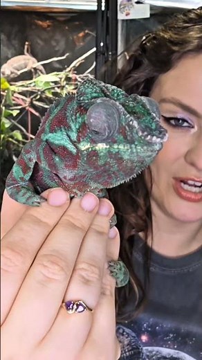 Real Life Color Changing Lizard! 🦎🌈 | Chameleon Magic #Shorts