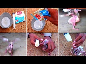 How to raise a baby pigeon with Cerelac how to feed pigeon baby