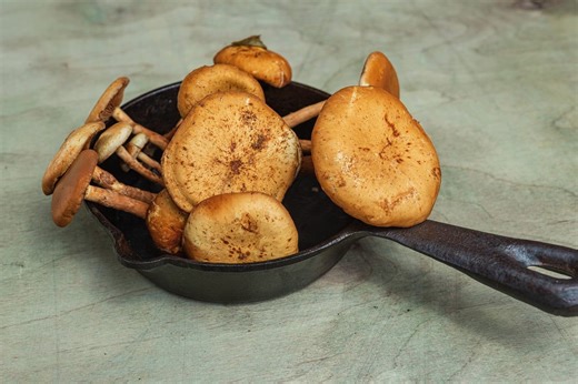 Video – Funghi chiodini fritti