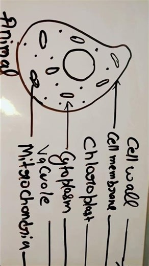 Difference between Animal and plant cell ‪@SP_Vlog-o2y‬