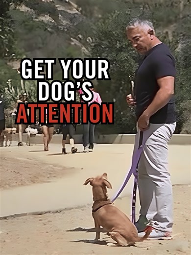 Stop a Reactive Dog From Barking and Lunging — Cesar Millan Tips
