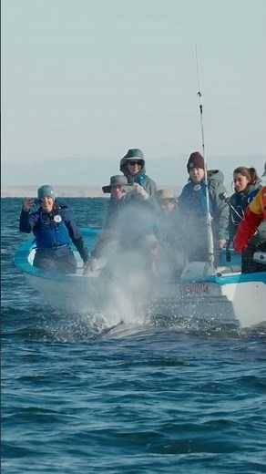 Whale watching doesn't get any better than this!