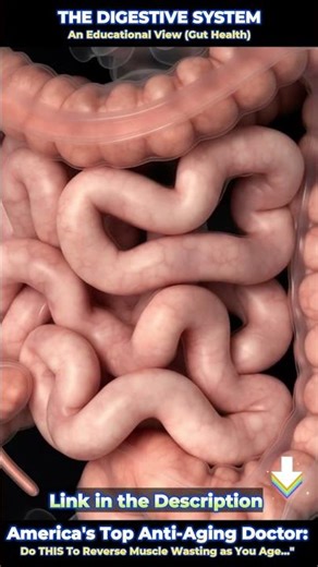 #MedicalEducation #HumanAnatomy #digestivesystem