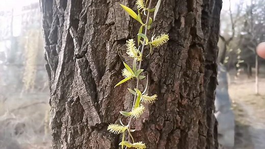 柳树（垂柳）基础知识