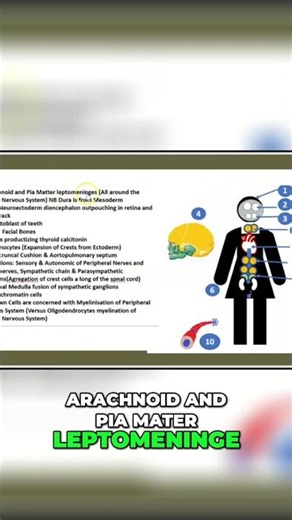 Neural Tube Development: Anatomy Explained Simply! #shorts