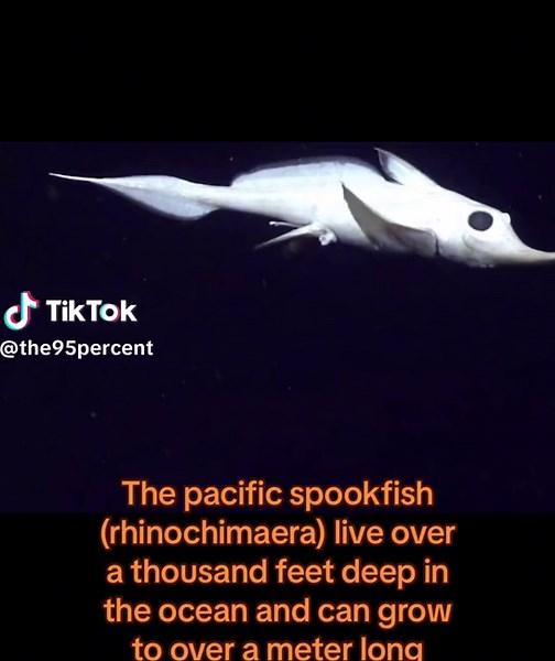 Discover the Mysteries of the Pacific Spookfish