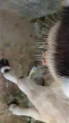 Cows are more intelligent than you think