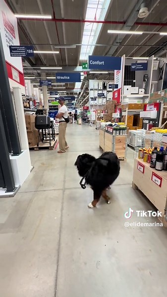 Cane curioso e dove trovarlo 🤣