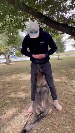 82K views · 1.8K reactions | How to teach your dog a front! This is a great trick that teaches a nice finish to your recall! It also looks really awesome and is easy to teach! #dogtraining #dogtrainingtips #dogtrainingadvice #dogtricks #dogs | Jamie The Dog Trainer | Facebook