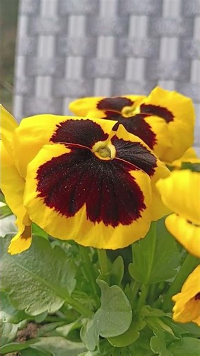 Beautiful Yellow Blotch Pansies in Full Bloom
