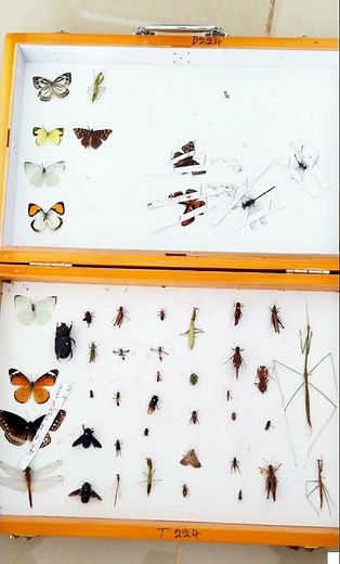 Agriculture Student.. Entomology box #entomology insect collection 🪳🦟🪲